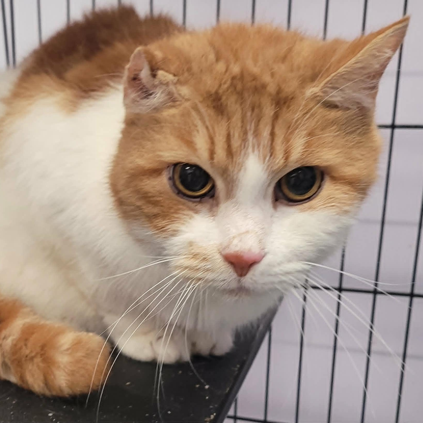 Scamp, Handsome Orange Boy, an adopted Domestic Short Hair in Meriden, CT image 2/5
