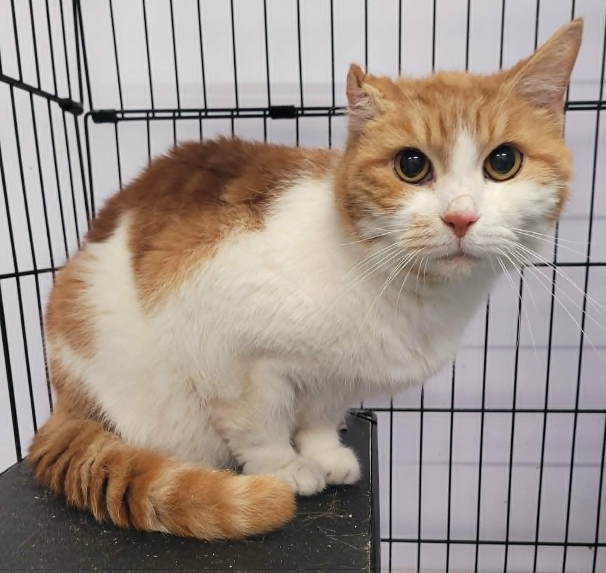 Scamp, Handsome Orange Boy, an adopted Domestic Short Hair in Meriden, CT image 4/5