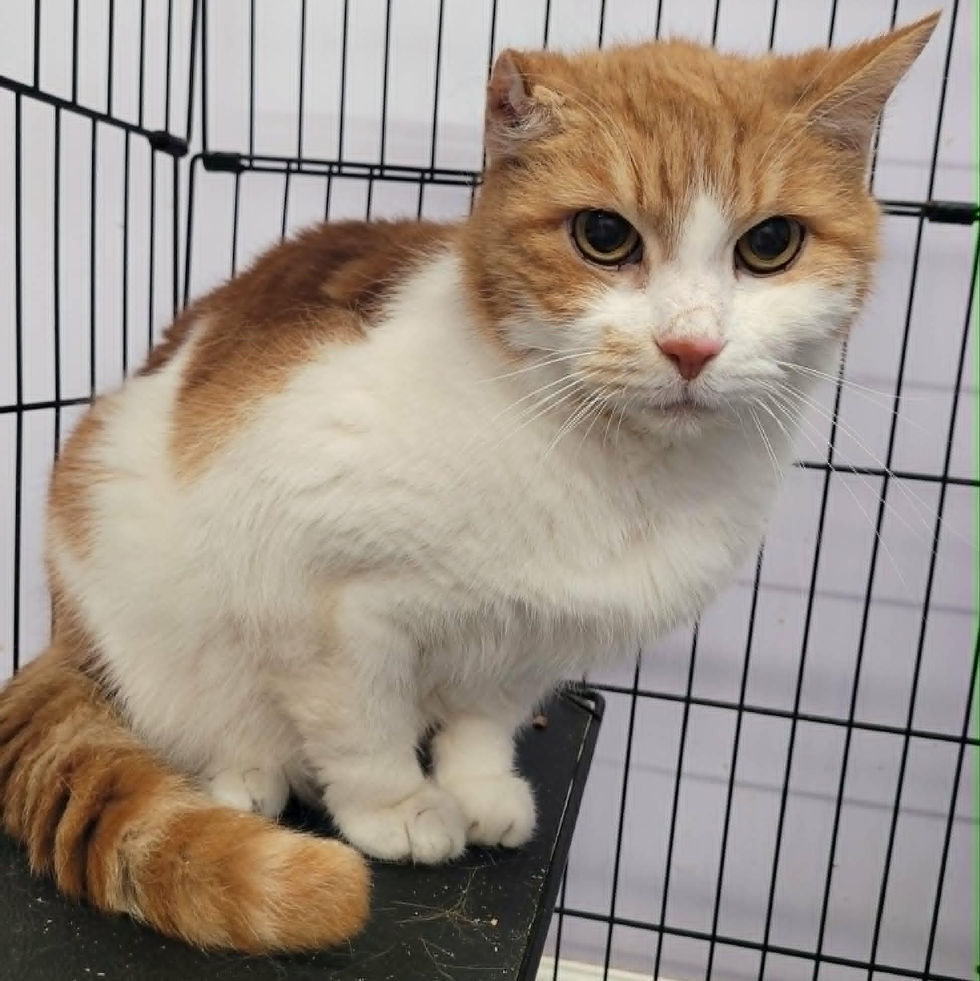 Scamp, Handsome Orange Boy, an adopted Domestic Short Hair in Meriden, CT image 1/5