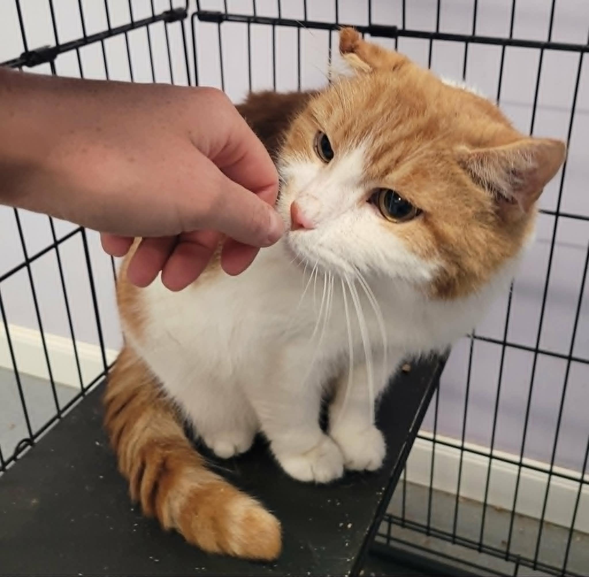 Scamp, Handsome Orange Boy, an adopted Domestic Short Hair in Meriden, CT image 5/5