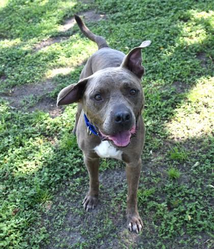 Connor, a ADOPTABLE mixed breed in Inverness, FL image 2/2