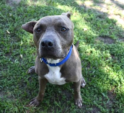 Connor, ADOPTABLE, Adult Male Pit Bull Terrier & American Staffordshire Terrier.