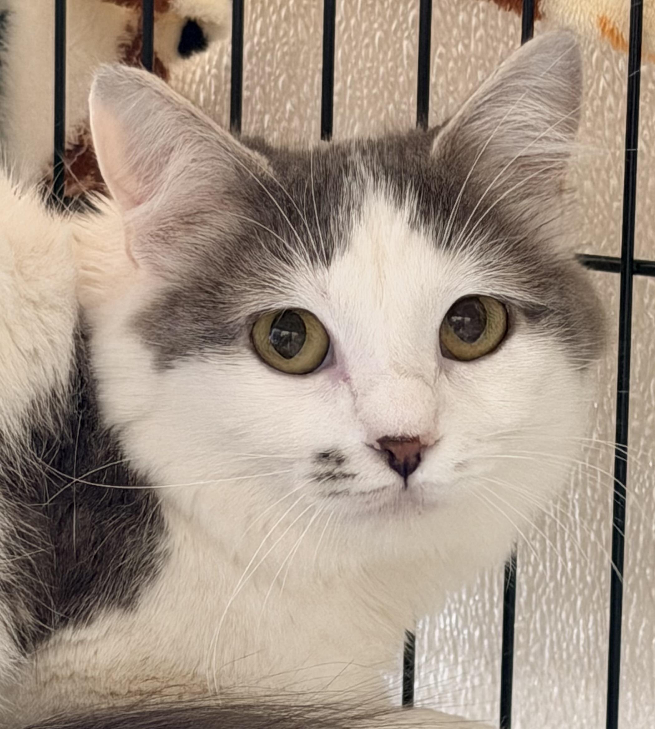Genesis, a ADOPTABLE mixed breed in Pittsburgh, PA image 2/5