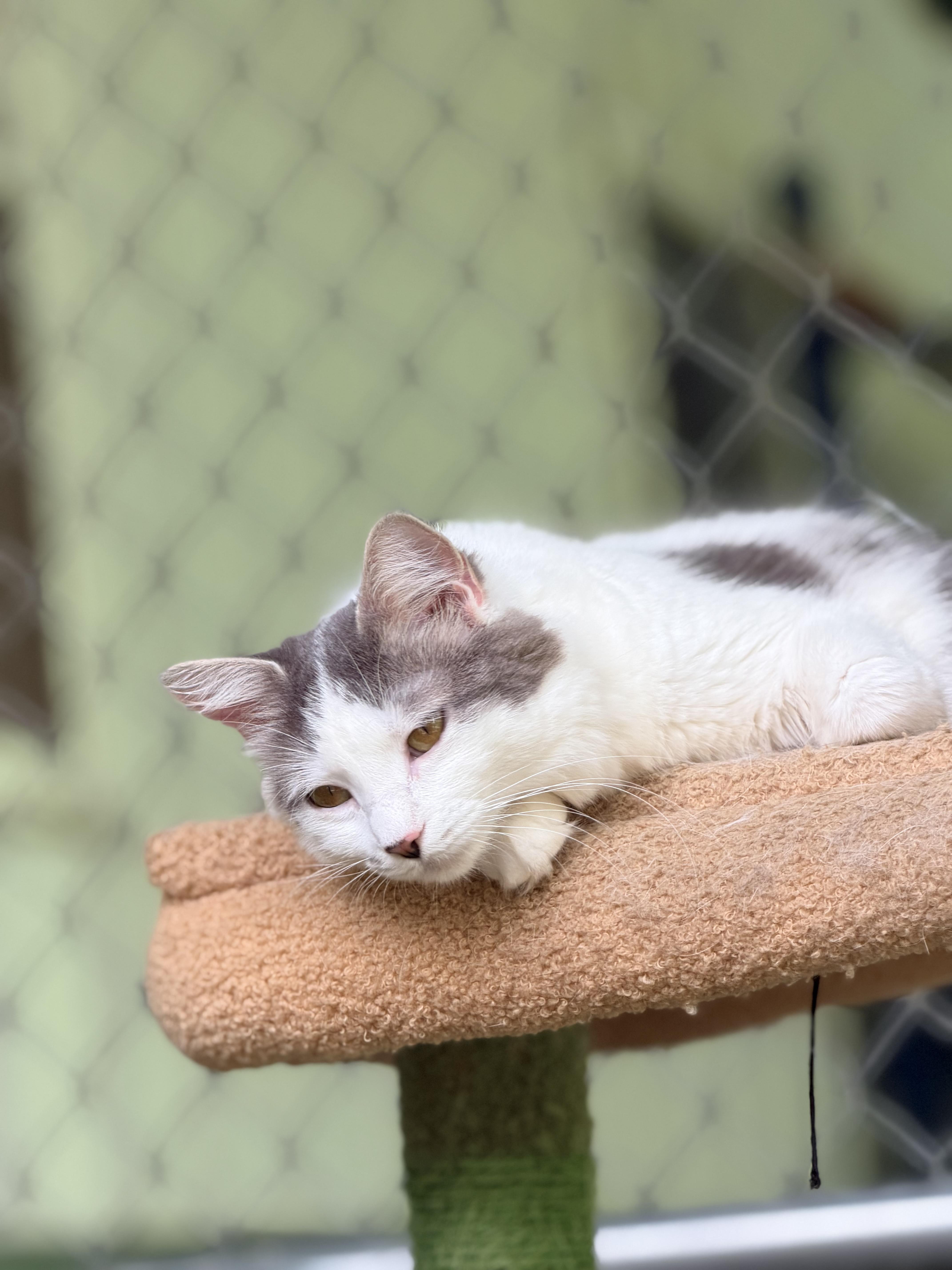 Genesis, a ADOPTABLE mixed breed in Pittsburgh, PA image 5/5