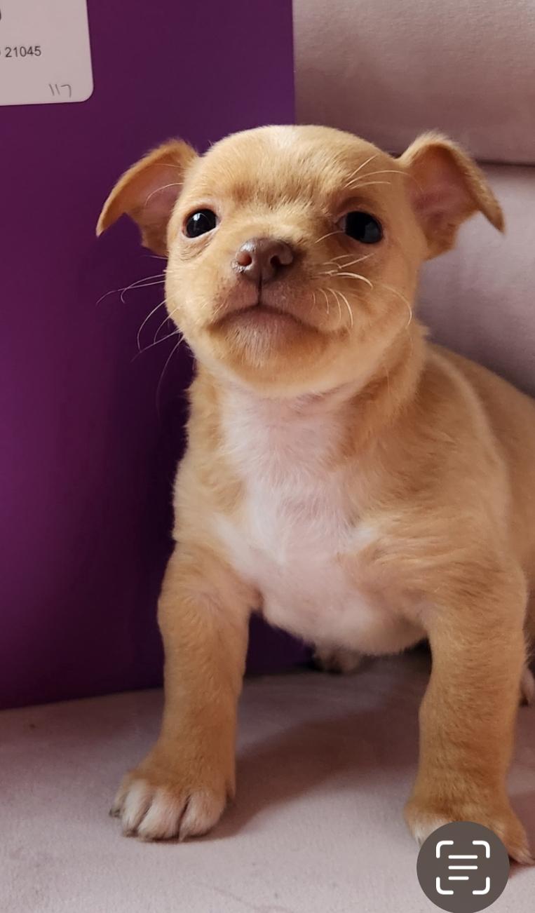 Sammy, a ADOPTABLE Chihuahua in Columbia, MD image 3/4