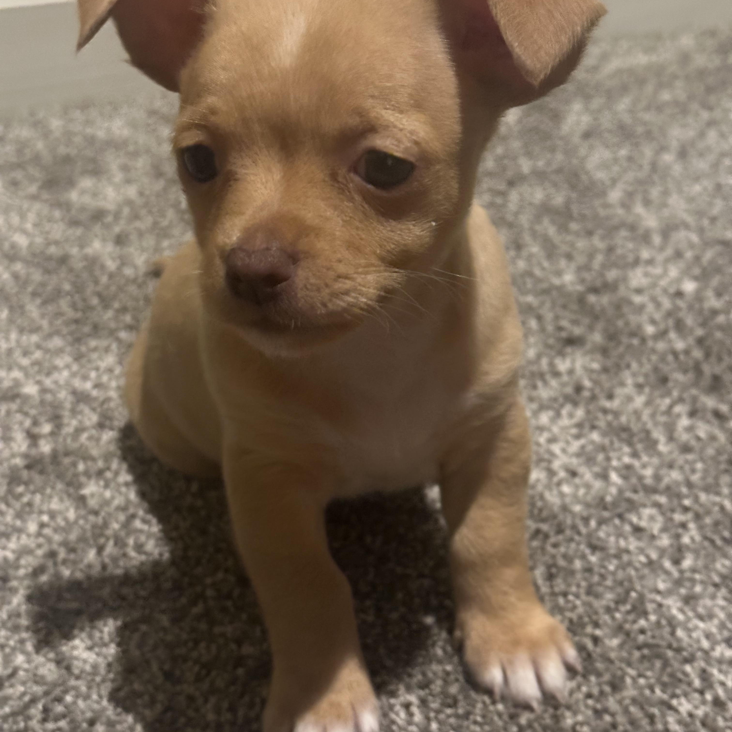 Sammy, a ADOPTABLE Chihuahua in Columbia, MD image 2/4