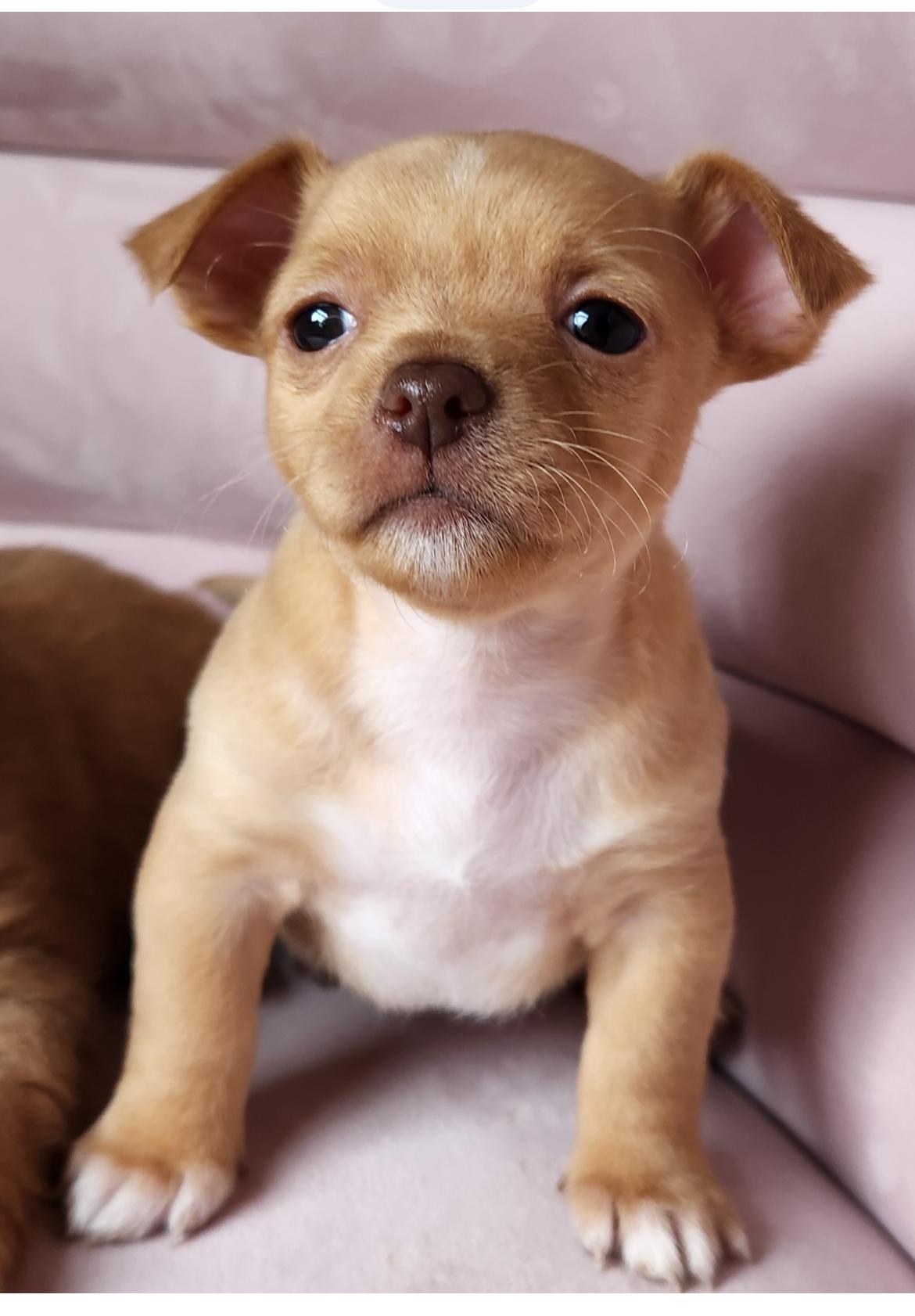 Sammy, a ADOPTABLE Chihuahua in Columbia, MD image 1/4