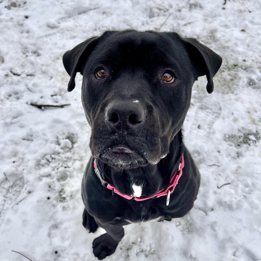 Dylan, Adoptable, Young Female Cane Corso.