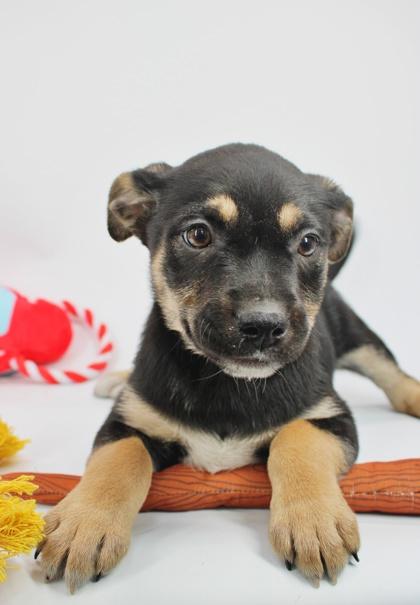 Taquito — thumbnail 2