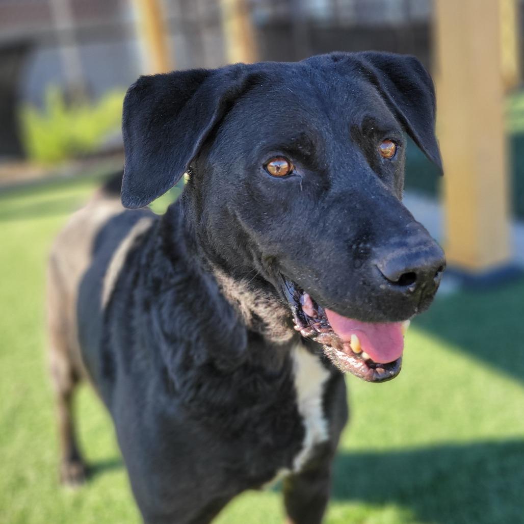 Enlarge Mark, a Adoptable Black Labrador Retriever in Abilene, TX image 2/4