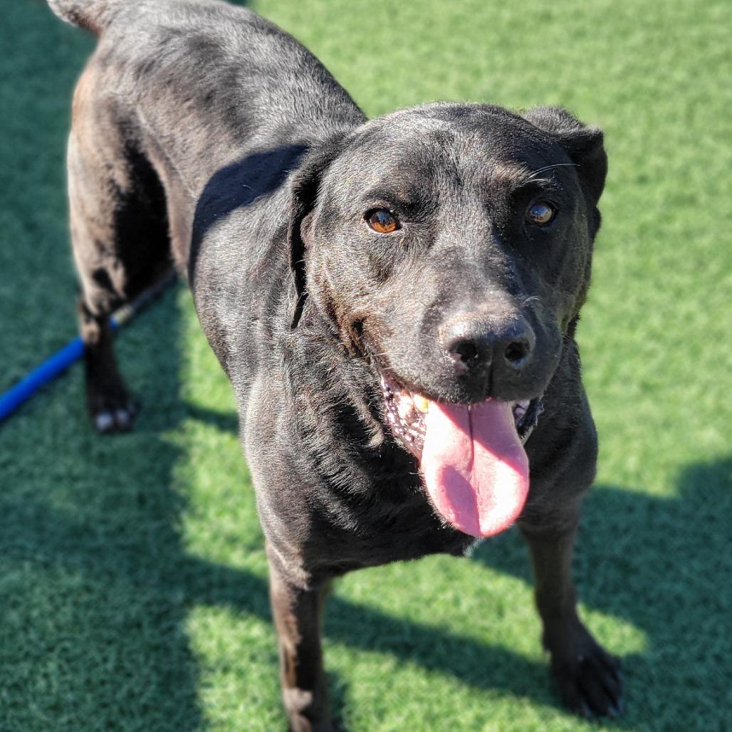 Enlarge Mark, a Adoptable Black Labrador Retriever in Abilene, TX image 3/4