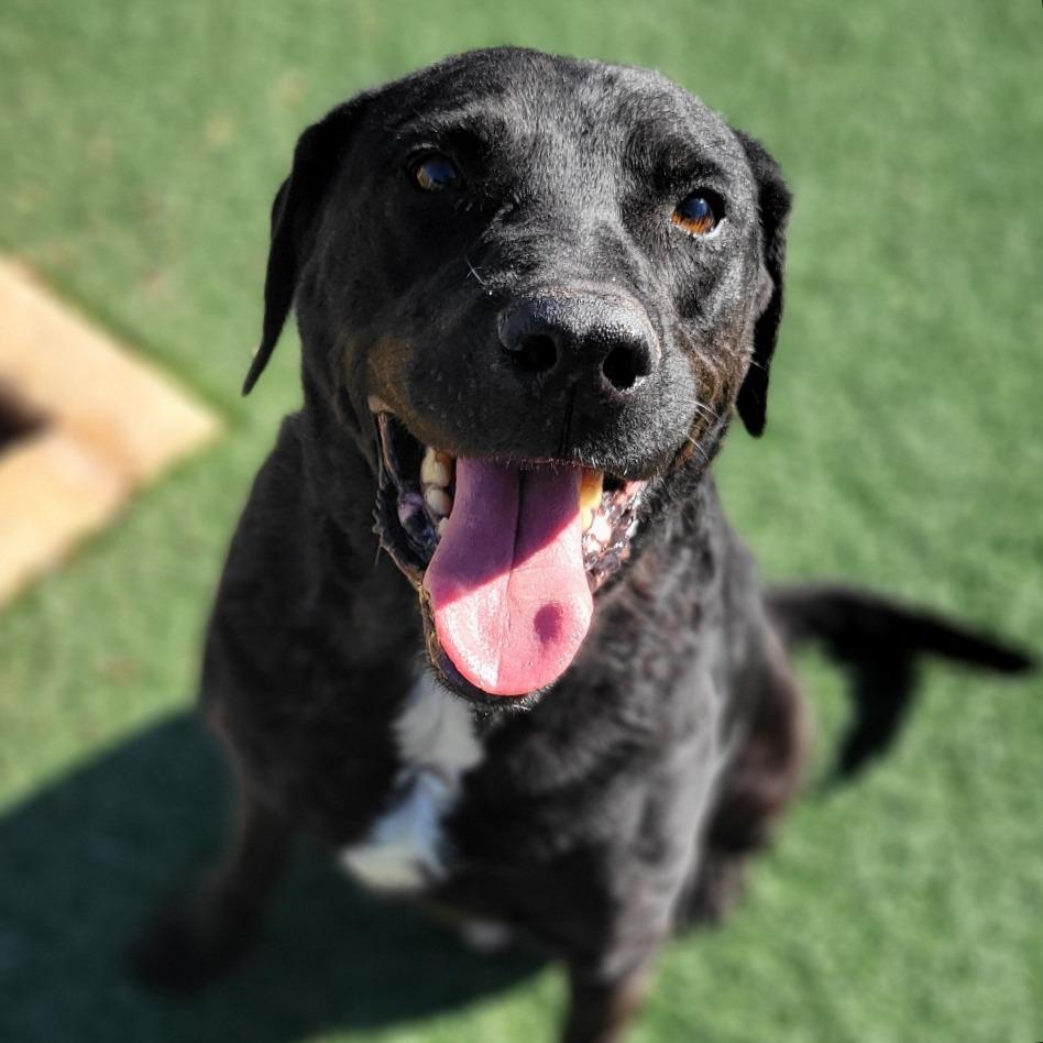 Enlarge Mark, a Adoptable Black Labrador Retriever in Abilene, TX image 4/4
