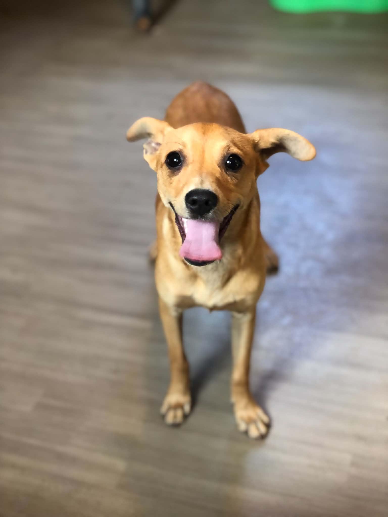 Enlarge Milo, a Adopted mixed breed in Campton, KY image 5/6