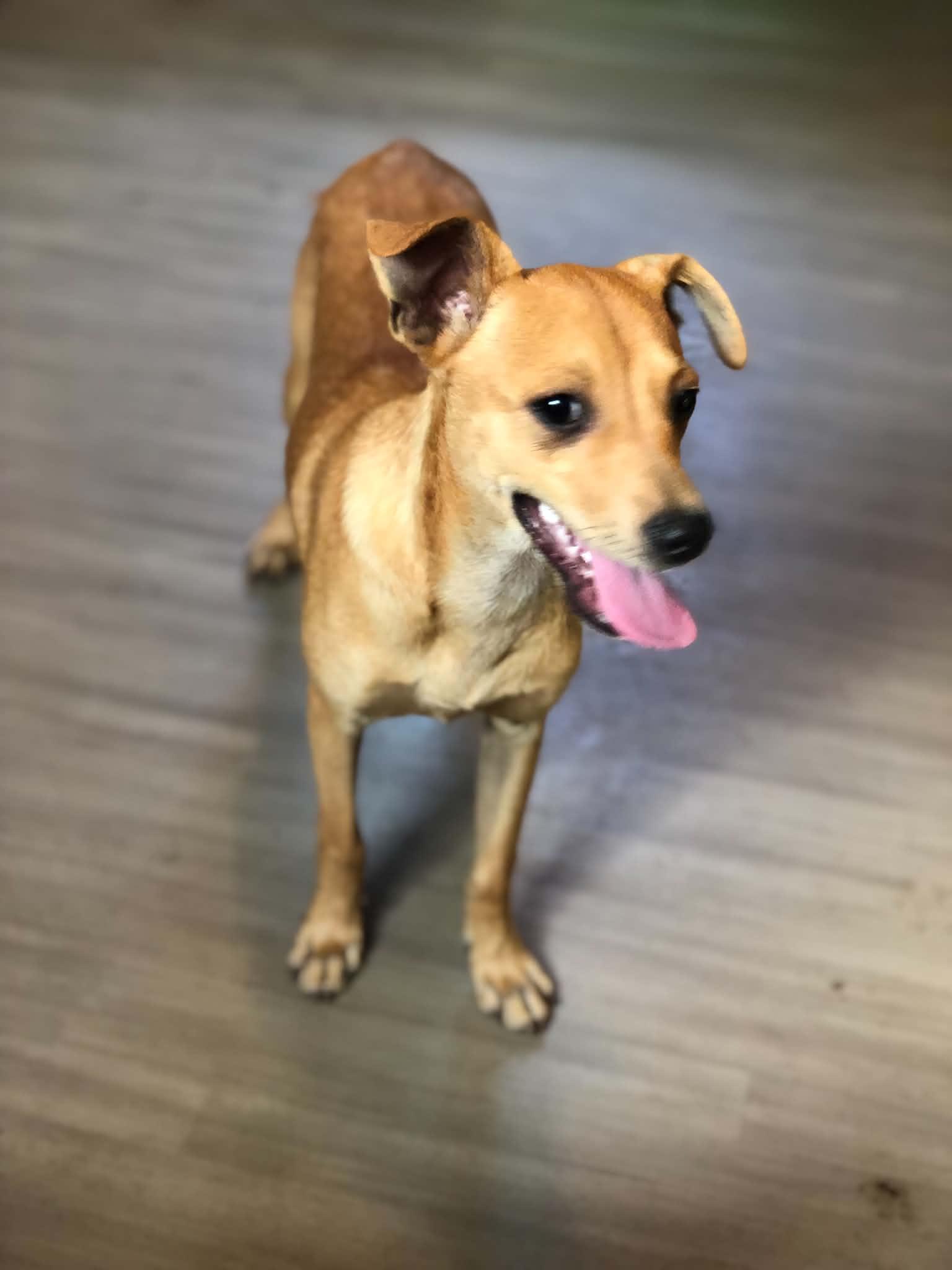 Enlarge Milo, a Adopted mixed breed in Campton, KY image 2/6
