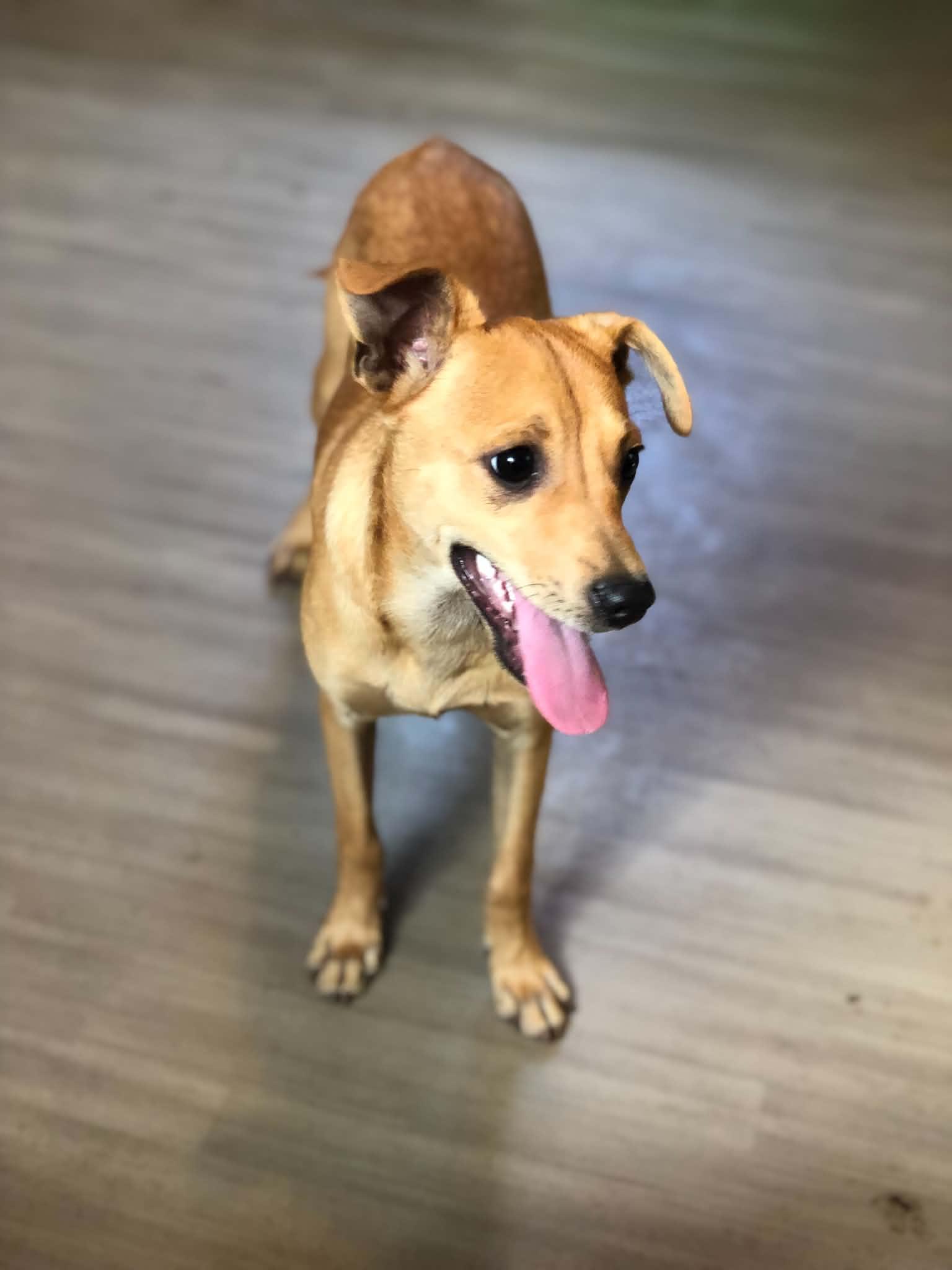 Enlarge Milo, a Adopted mixed breed in Campton, KY image 3/6