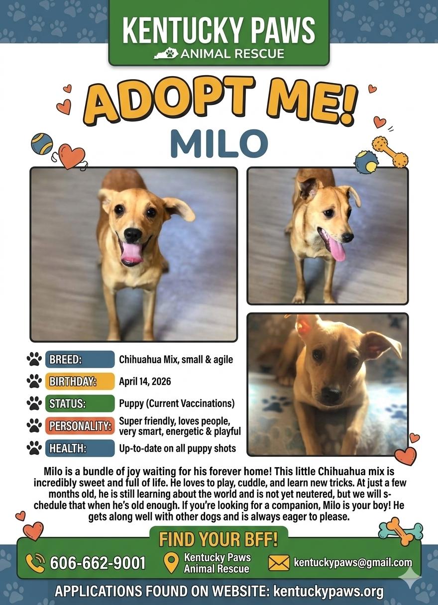 Milo, Adopted, Puppy Male Chihuahua & Chiweenie.