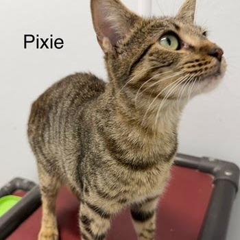 Pixie, Adoptable, Young Female American Bobtail & Domestic Short Hair.