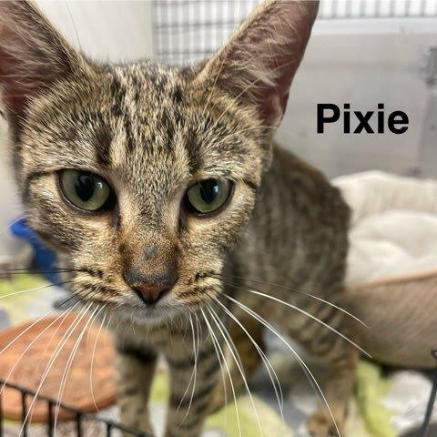 Enlarge Pixie, a Adoptable mixed breed in Kingman, KS image 2/3