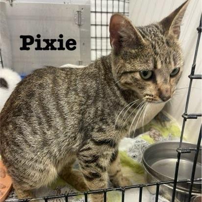 Enlarge Pixie, a Adoptable mixed breed in Kingman, KS image 3/3