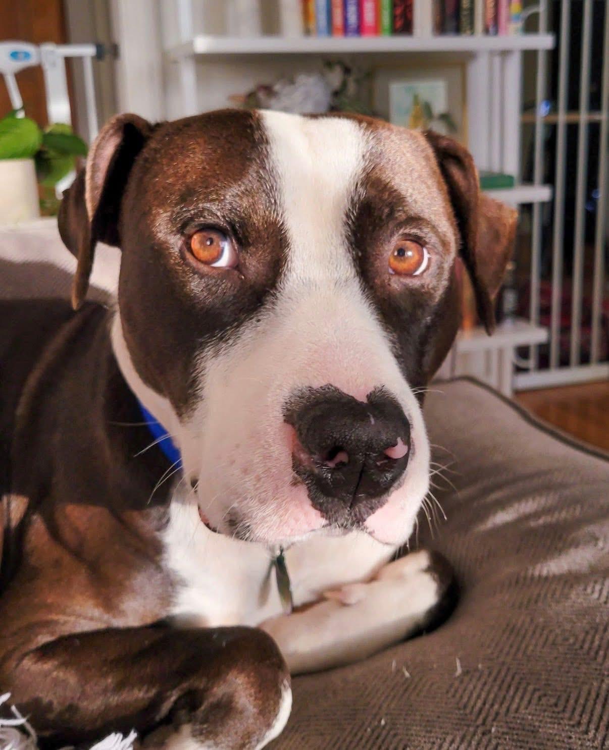 Poptart, ADOPTABLE, Young Male Mixed Breed.