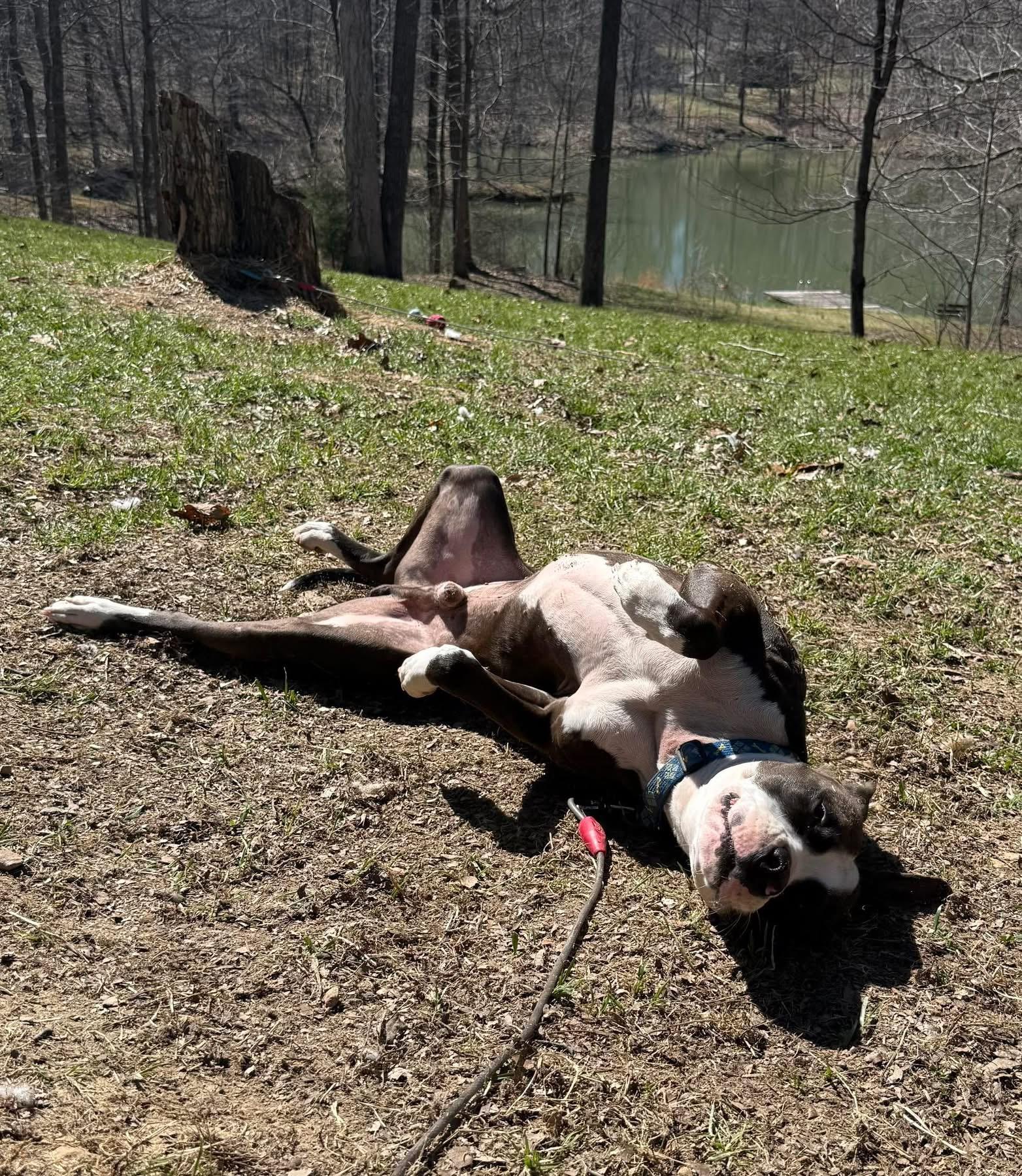 Enlarge Poptart, a ADOPTABLE mixed breed in Greenwood, IN image 2/5