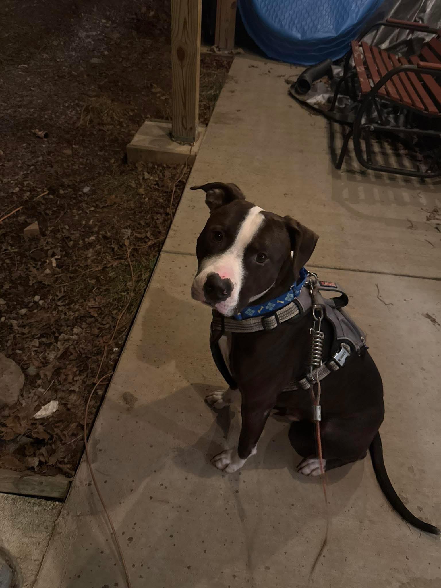 Enlarge Poptart, a ADOPTABLE mixed breed in Greenwood, IN image 4/5