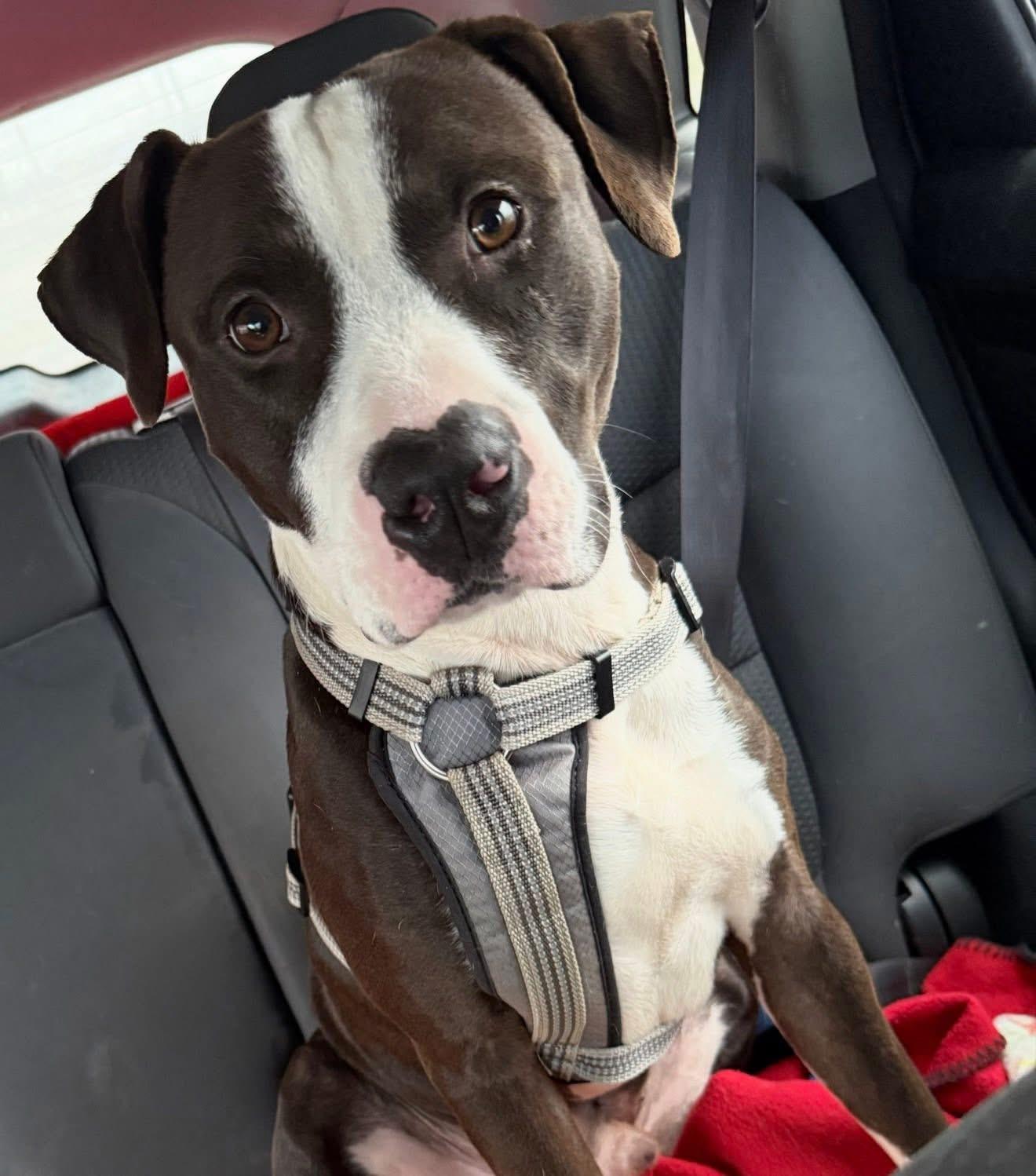 Enlarge Poptart, a ADOPTABLE mixed breed in Greenwood, IN image 5/5