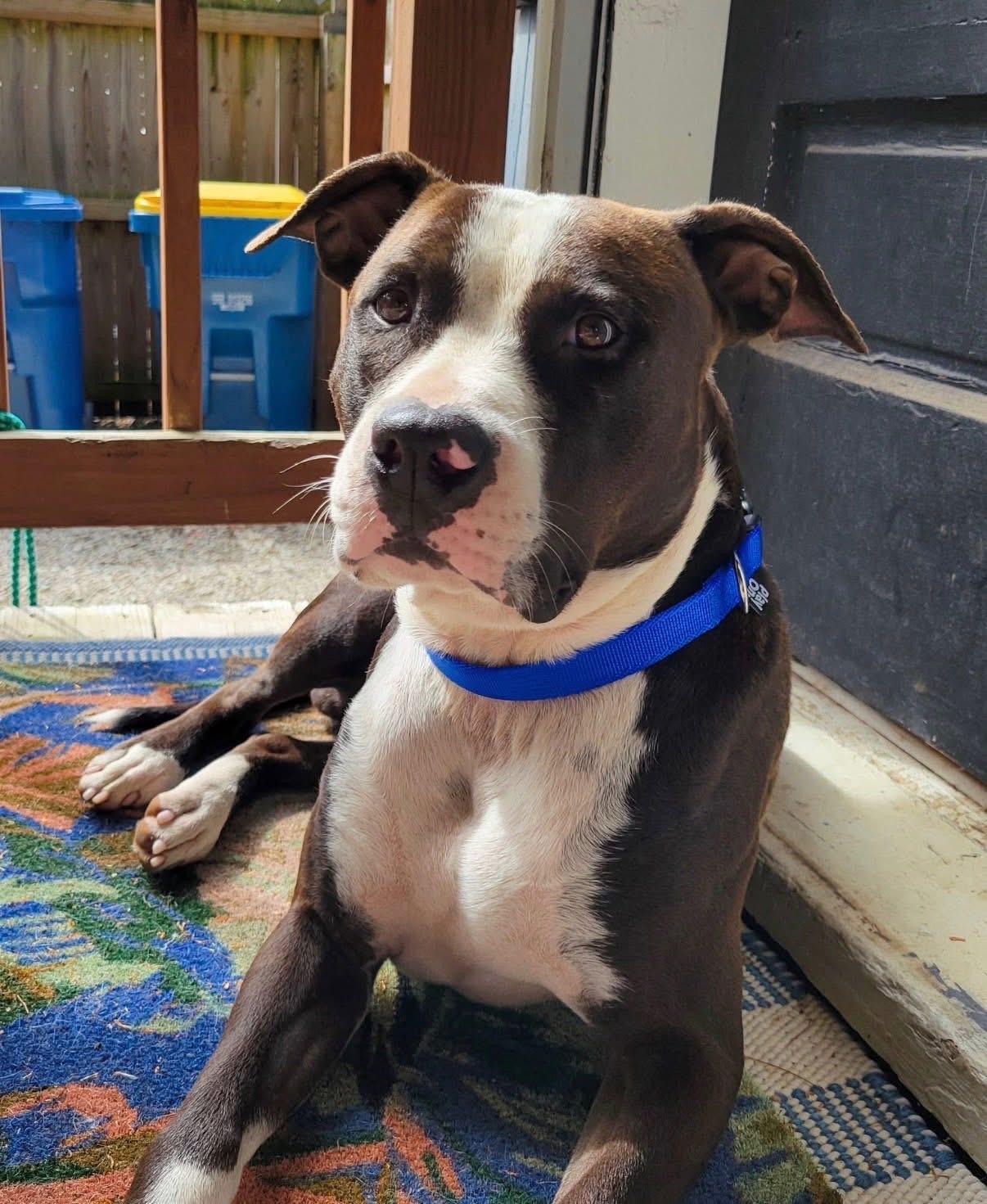 Enlarge Poptart, a ADOPTABLE mixed breed in Greenwood, IN image 3/5