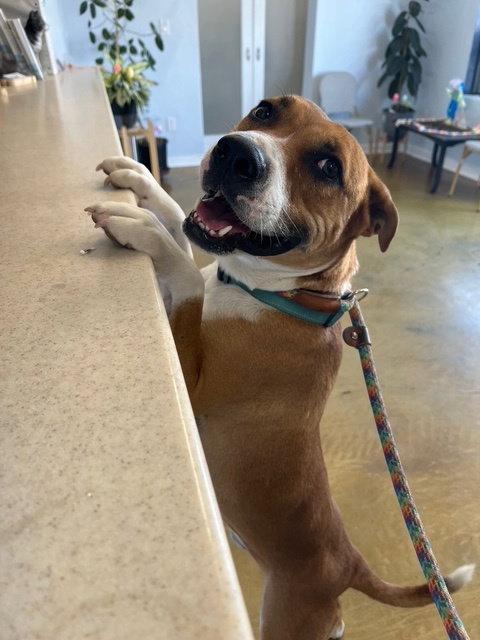 Enlarge Kylo, a Adoptable mixed breed in Phoenix, AZ image 1/3