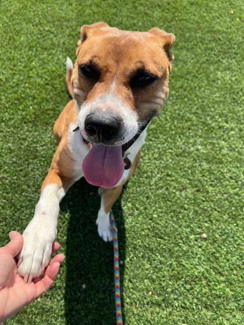 Enlarge Kylo, a Adoptable mixed breed in Phoenix, AZ image 2/3