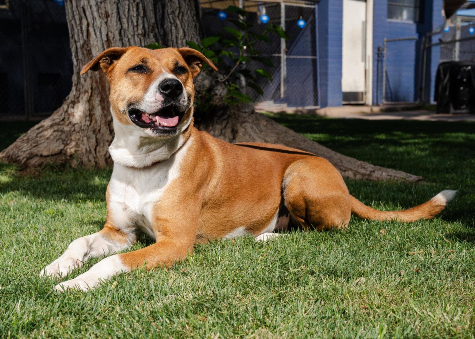 Enlarge Kylo, a Adoptable mixed breed in Phoenix, AZ image 3/3