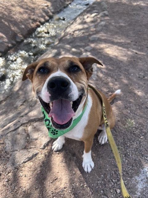 Kylo, Adoptable, Adult Male American Staffordshire Terrier & Labrador Retriever.