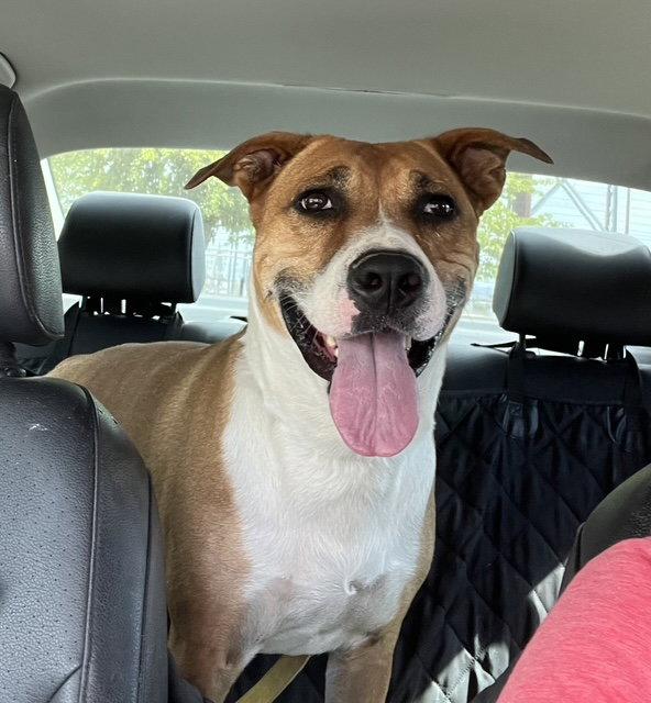 Enlarge Kylo, a Adoptable mixed breed in Phoenix, AZ image 2/3