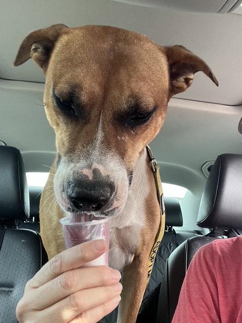 Enlarge Kylo, a Adoptable mixed breed in Phoenix, AZ image 3/3