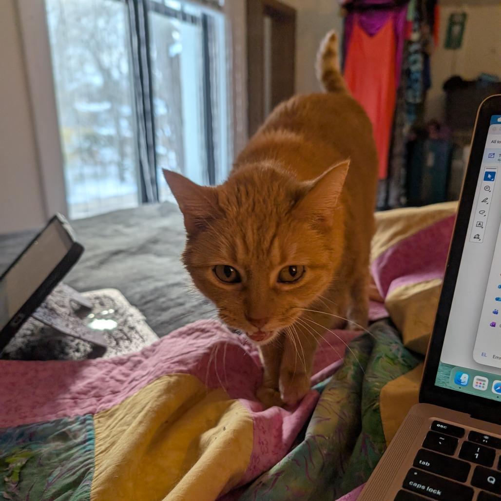 Beverly, ADOPTABLE, Senior Female Domestic Short Hair.