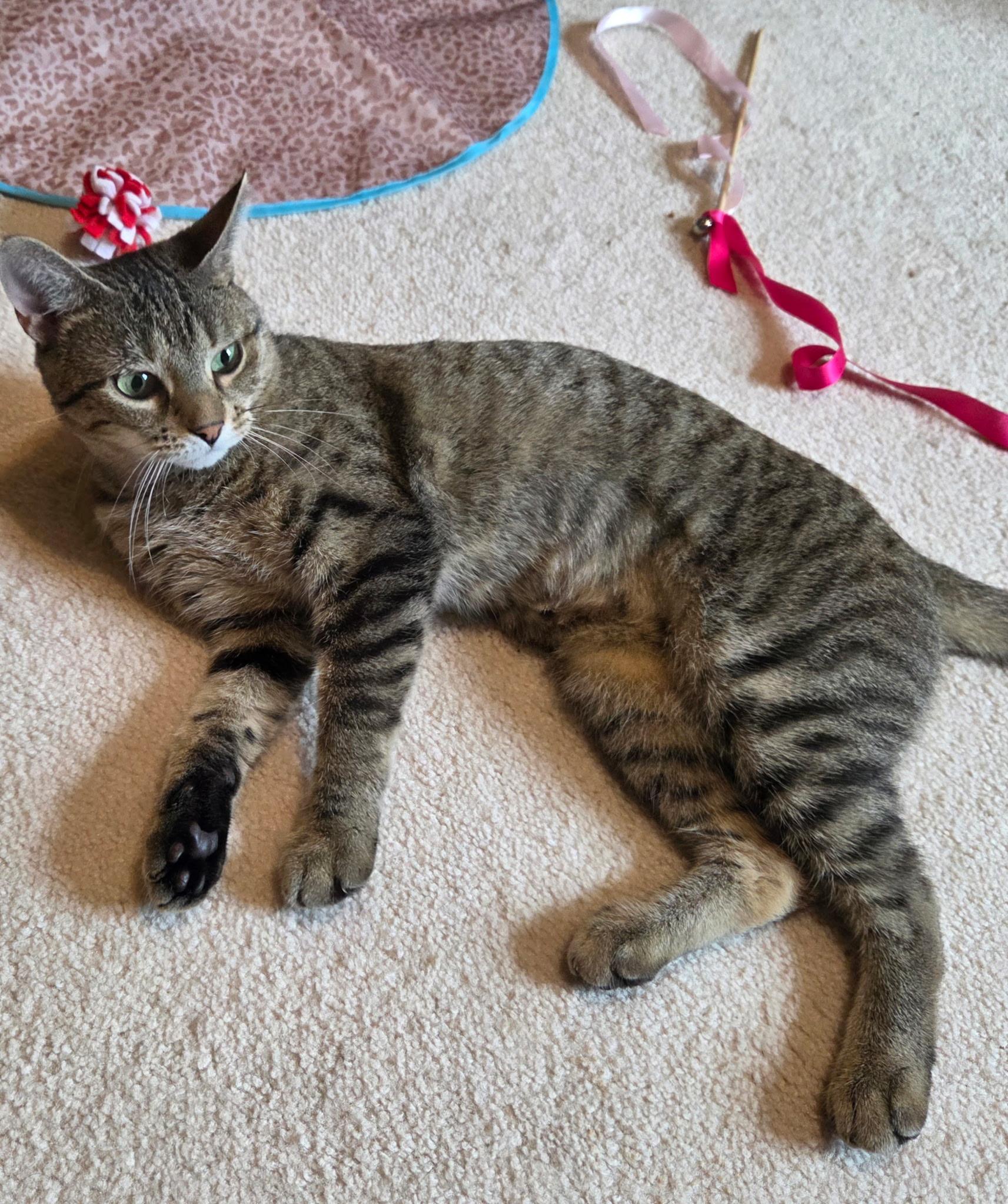 Enlarge Steamy, a Adoptable Domestic Short Hair in Geneva, IL image 1/2