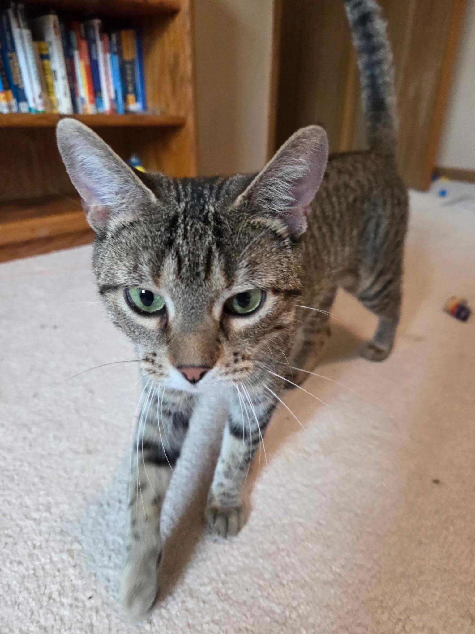 Enlarge Steamy, a Adoptable Domestic Short Hair in Geneva, IL image 2/2