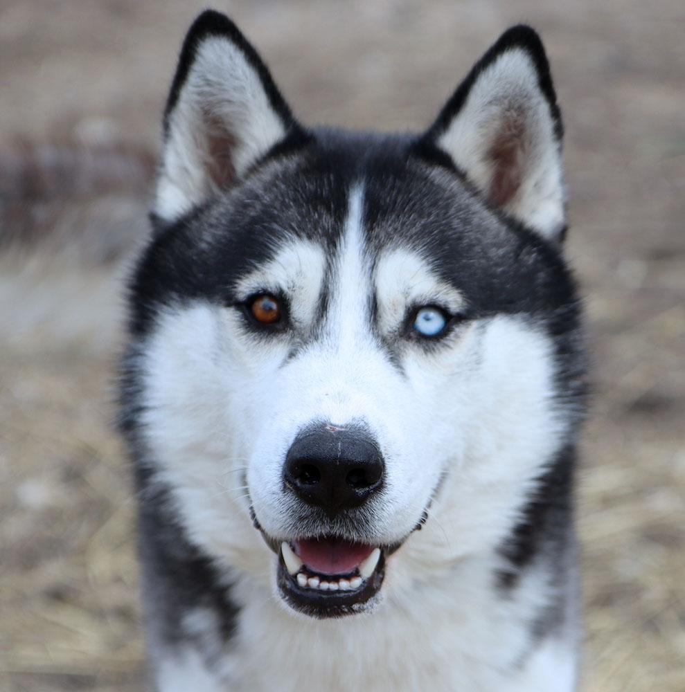 Enlarge Chase (AO35603), an adopted Husky in Kansas City, KS image 1/6
