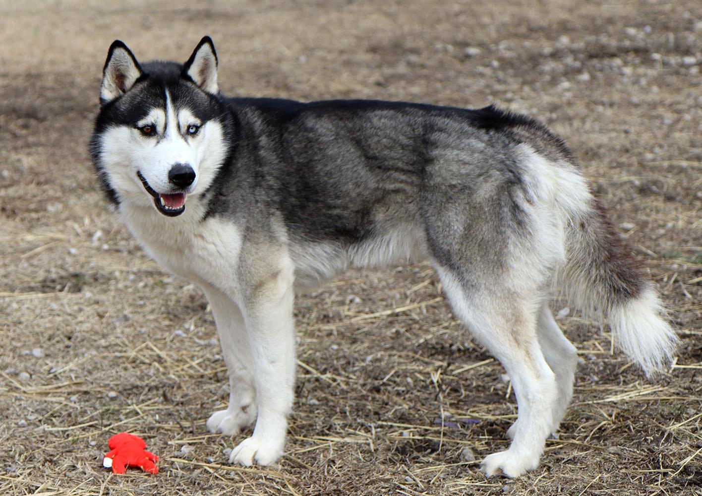 Enlarge Chase (AO35603), an adopted Husky in Kansas City, KS image 3/6