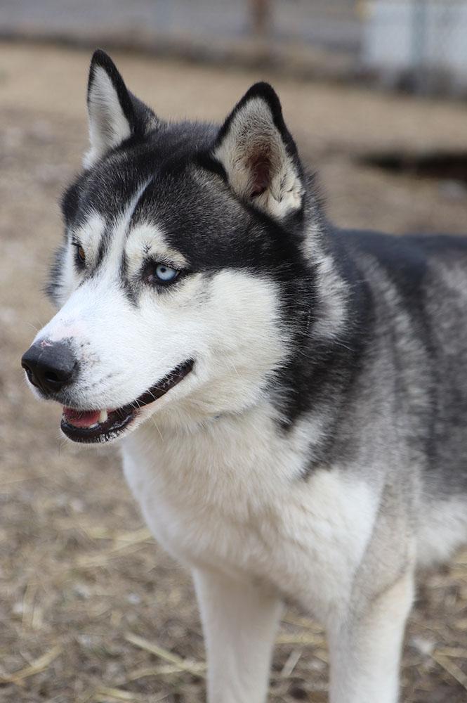 Enlarge Chase (AO35603), an adopted Husky in Kansas City, KS image 5/6