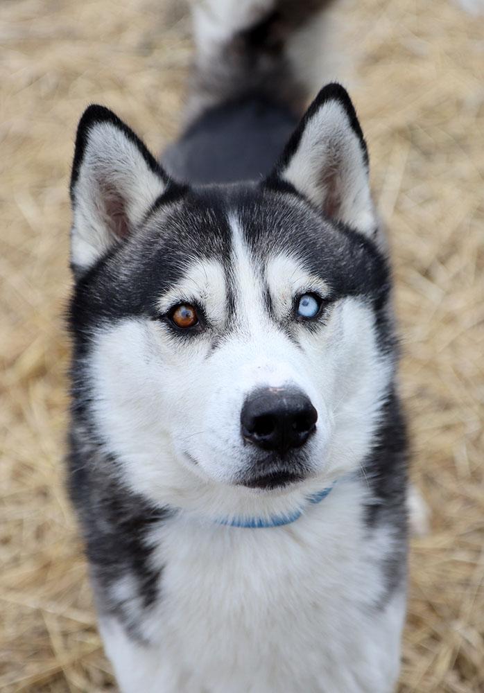 Enlarge Chase (AO35603), an adopted Husky in Kansas City, KS image 6/6