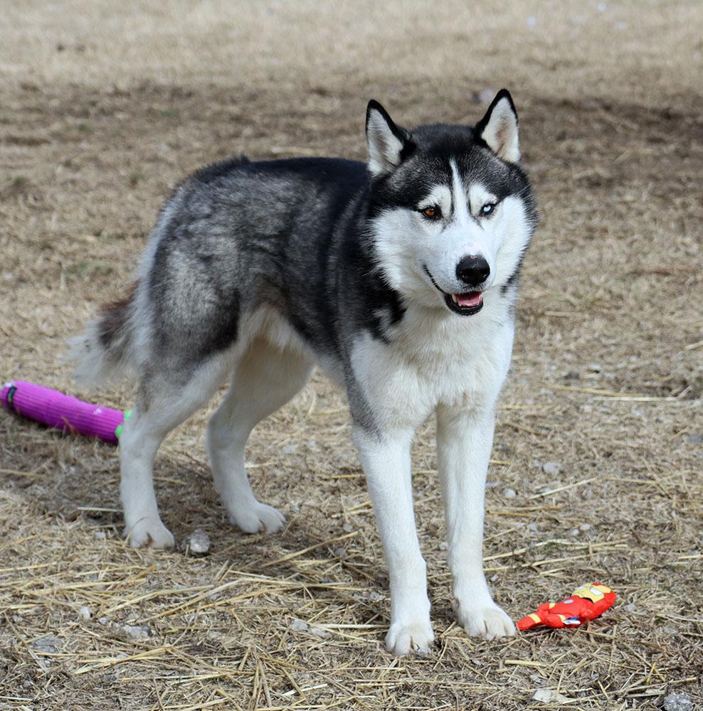 Enlarge Chase (AO35603), an adopted Husky in Kansas City, KS image 4/6