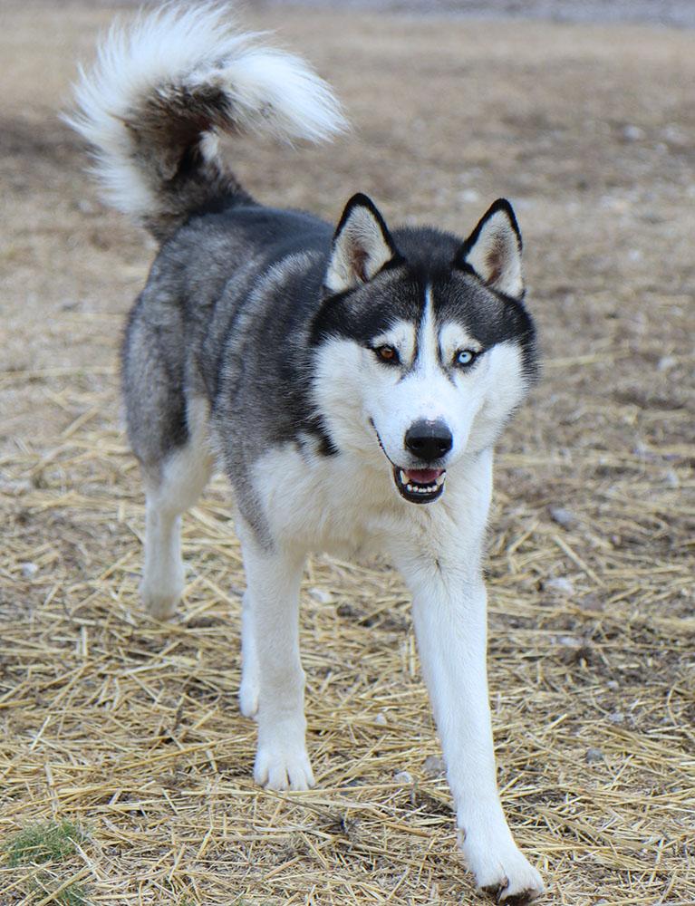 Enlarge Chase (AO35603), an adopted Husky in Kansas City, KS image 2/6