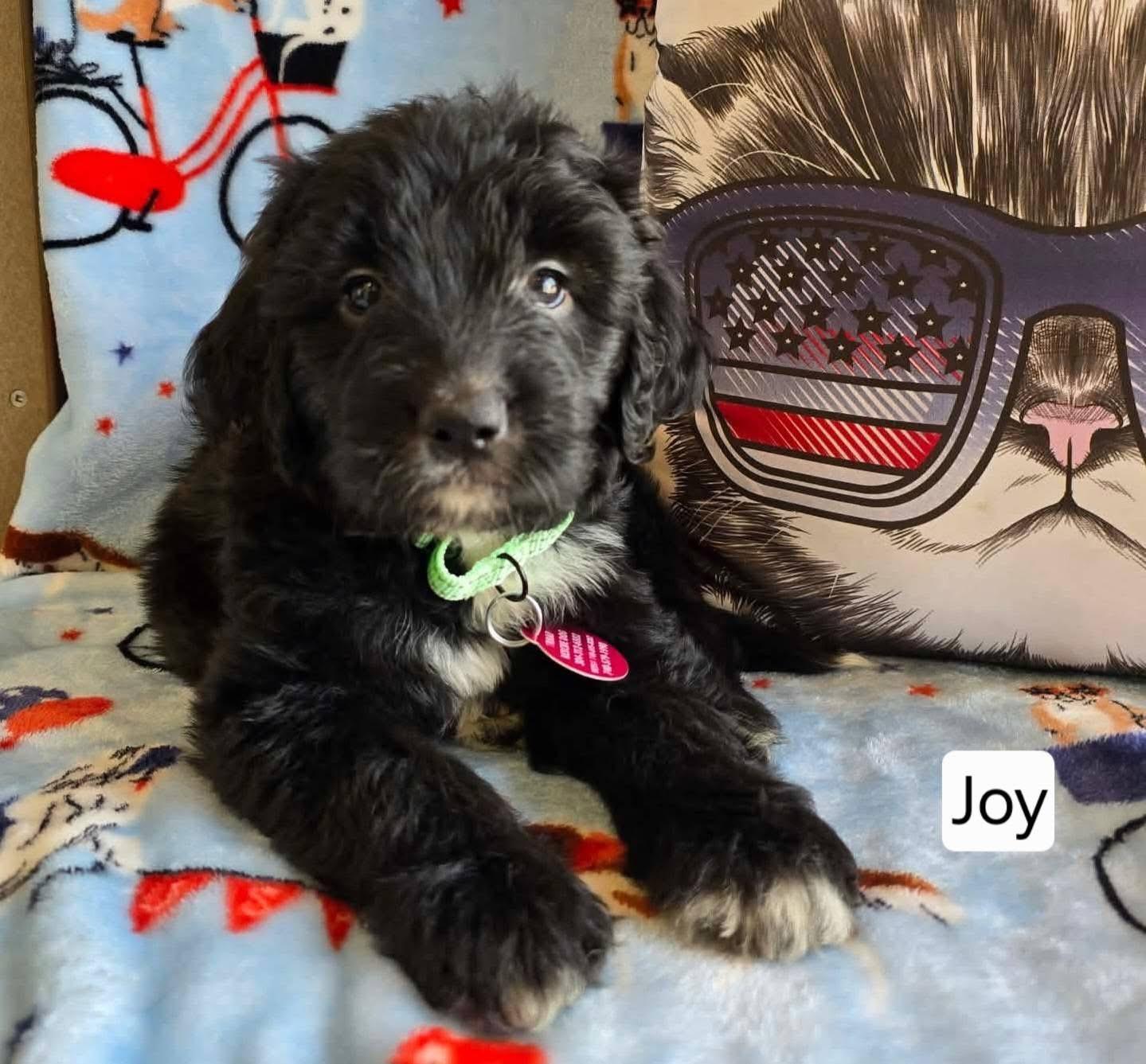 Joy, adopted, Puppy Female Border Collie & Goldendoodle.