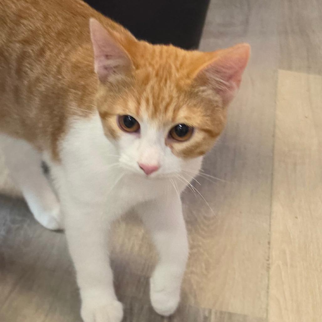 Enlarge Chickie, a Adoptable Domestic Short Hair in Grinnell, IA image 1/3
