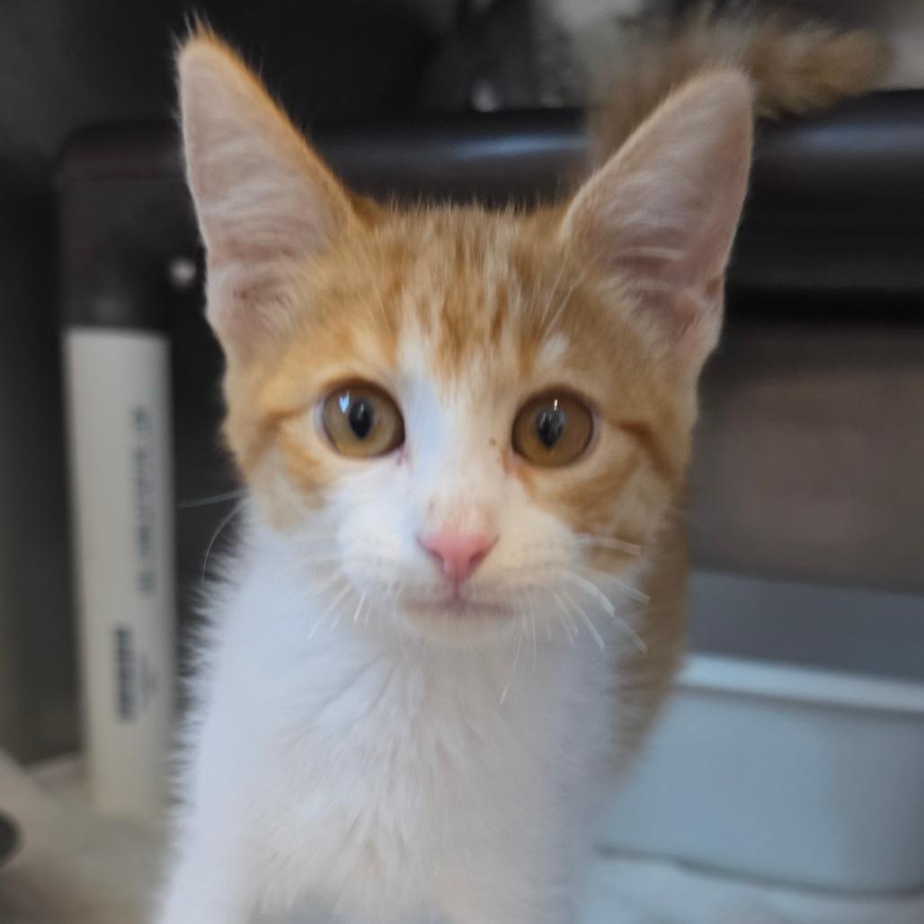 Enlarge Chickie, a Adoptable Domestic Short Hair in Grinnell, IA image 2/3