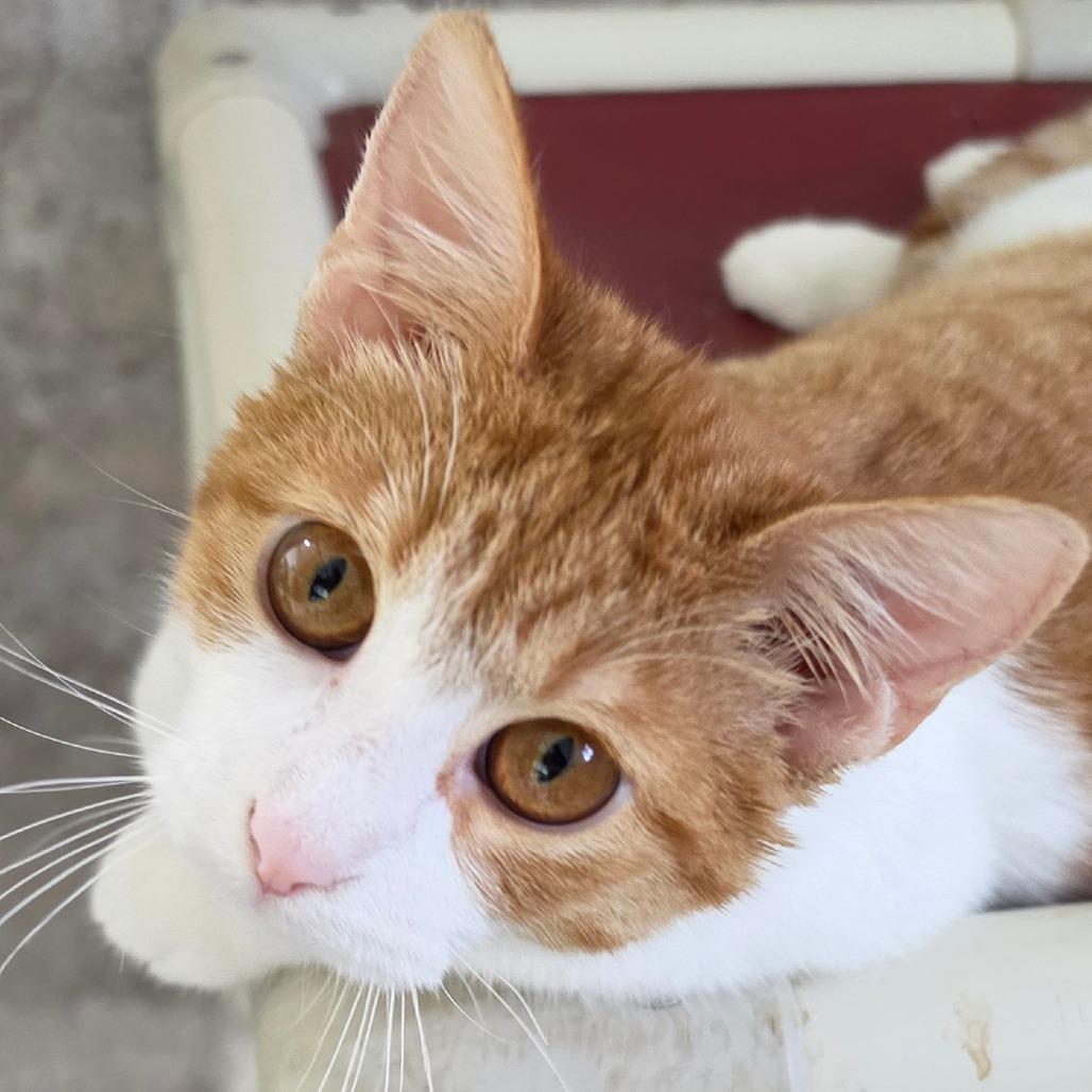 Enlarge Chickie, a Adoptable Domestic Short Hair in Grinnell, IA image 3/3