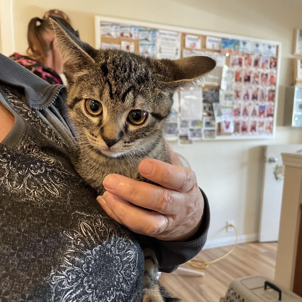 Enlarge Dewey, a Adoptable Domestic Short Hair in Priest River, ID image 1/1