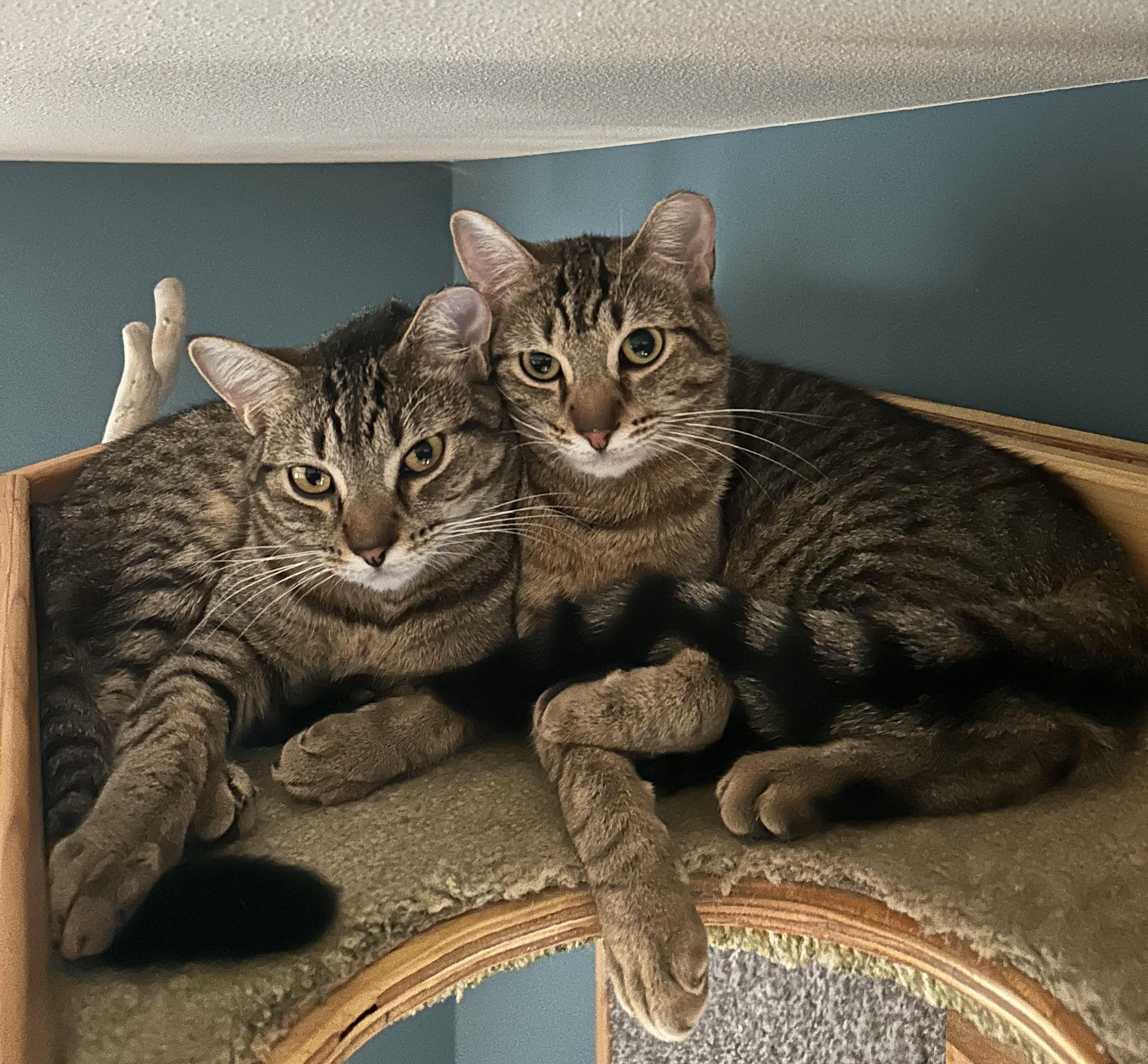 Phoenix (m) and Rebel (f)