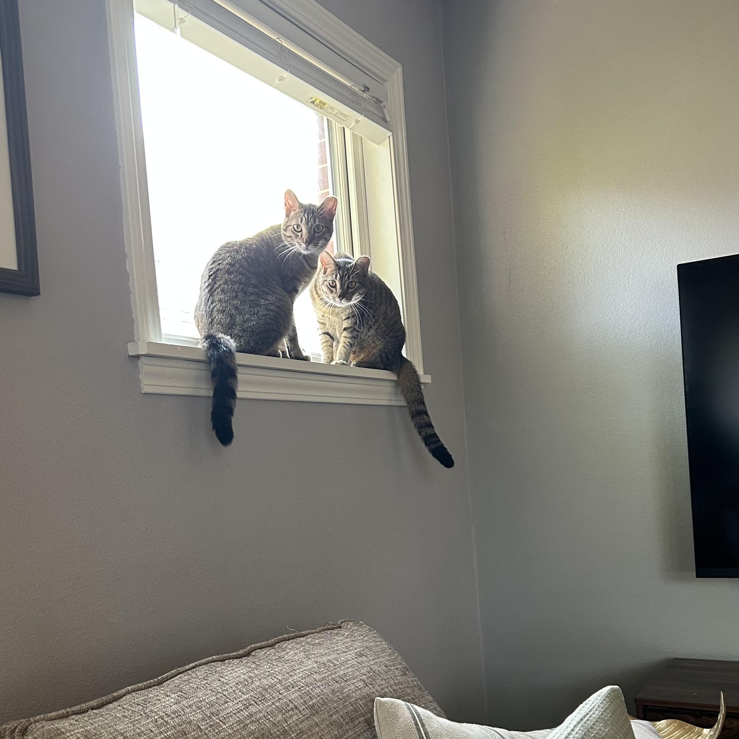 Enlarge Phoenix (m) and Rebel (f), a Adoptable Domestic Short Hair in Milwaukee, WI image 6/6